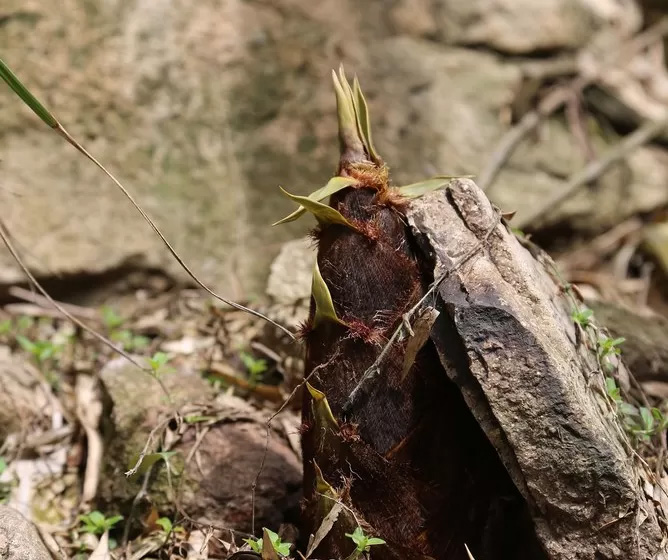 安吉深溪竹山泉