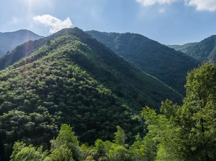 安吉深溪竹山泉