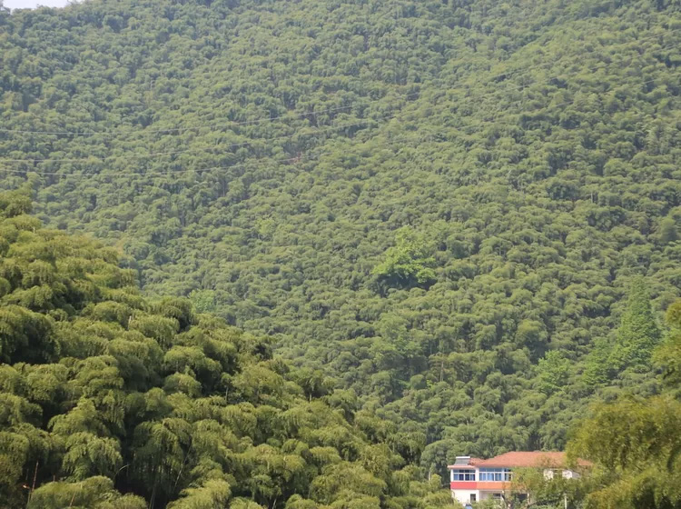 安吉深溪竹山泉