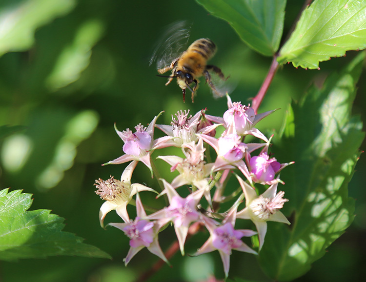 安吉深溪竹山泉