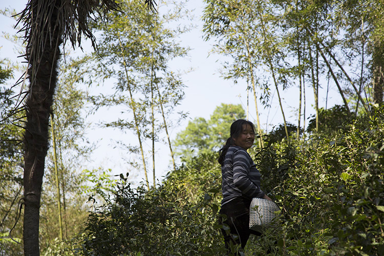 安吉深溪竹山泉