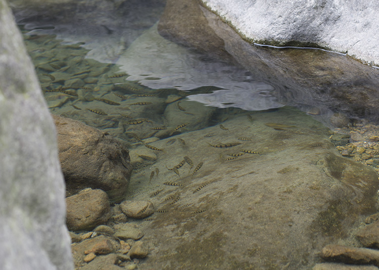 安吉深溪竹山泉