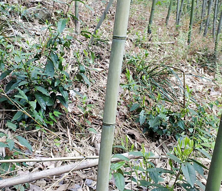 安吉深溪竹山泉